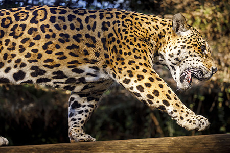 在巴西潘塔纳尔狩猎力量黑豹危险大猫热带雨林肉食性身体豹属部位地区图片