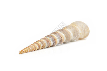 白色背景上的圆锥壳Terebridae的点形图像 海底动物 海壳纪念品蜗牛海滩野生动物热带海洋宝藏贝壳宏观螺旋图片