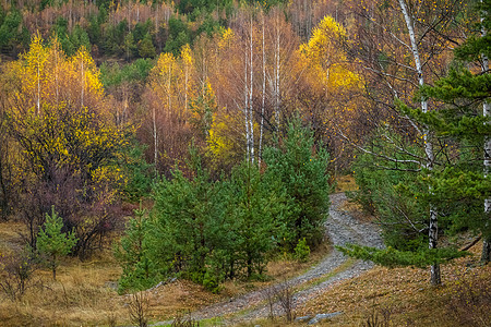 秋季的乡村公路和Birch森林 带有黄叶 保加利亚农村林地季节金色风景白桦林胡同植物山路乔木阳光图片