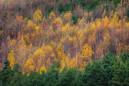 秋天伯赫森林形态 黄叶 保加利亚国家一角乔木季节摄影树林环境金色风景树干气候叶子图片