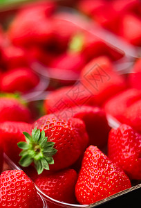 包装成箱的草莓 甜美成熟 完美的草莓丰收 有机花园和农业生长乡村国家收获浆果种植园市场温室园艺营养图片