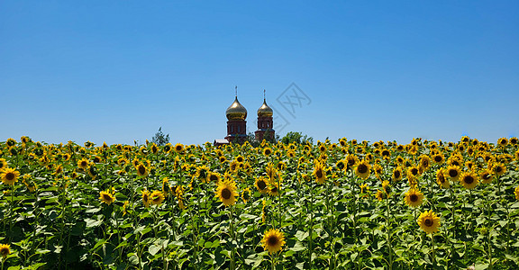 东正教教堂在一片有向日葵的田地中间带有金圆顶图片