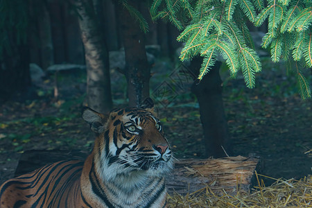 对野外的老虎进行监视 捕食猫 大绿眼睛图片