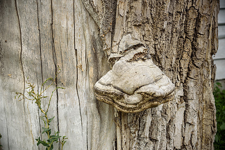 菌是树上生长的寄生虫 树干上布满了蘑菇宏观团体真菌衰变木头生态植物群林地森林药品图片