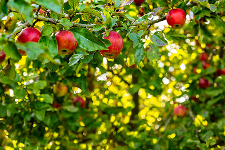在苹果树上坠落的精美成熟的红苹果树叶叶子农场收成果园场地生长水果花园食物图片