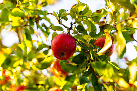 在苹果树上坠落的精美成熟的红苹果绿色场地收成农业叶子花园树叶水果植物果园图片