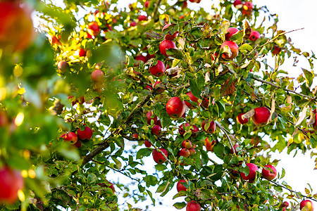 在苹果树上坠落的精美成熟的红苹果绿色果园花园场地生长农场叶子农业食物水果图片