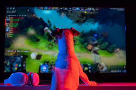 狗杰克罗素泰瑞正在黑暗中看一个在亮光中的电脑游戏女性键盘喜悦竞赛桌子麦克风青少年屏幕玩家电子游戏图片