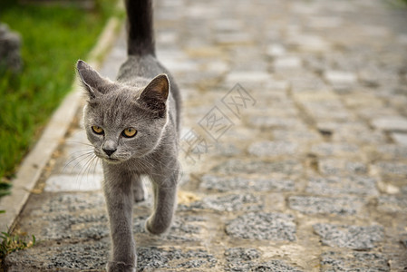 这条街上有兴趣的灰猫 是用科布斯通制成的图片