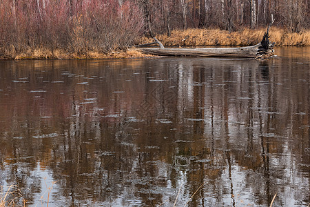 浅棕褐色河流地貌 平静河中古老的干枯落树 混合森林和河岸淡草 水中的反射背景图片