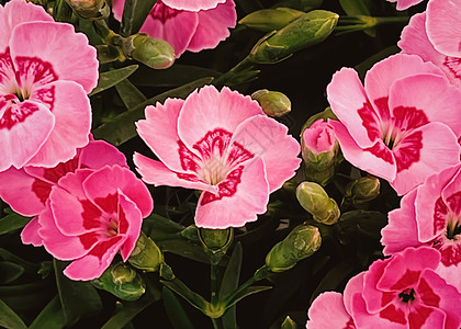 英格兰赫特福德郡花园中心的美丽花朵 种植和园艺双年展花园购物中心花瓣园林温室花坛环境后院图片