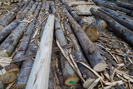 日光时在地上铺设的无皮薄木 背景特写材料回收生产生物学地面木材农村商品木头资源图片