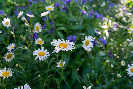 草坪有花菊 夏季花园高清图片