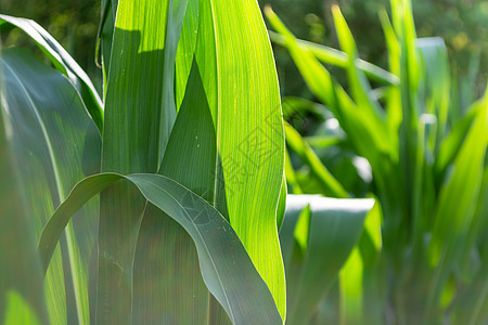 阳光照耀的田野里的绿色玉米叶图片