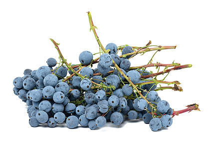 马奥尼亚霍利的蓝莓 白白孤立背景浆果植物食物蓝色花园收成图片