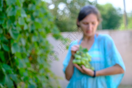 在葡萄园里握着葡萄的模糊形象的女人 葡萄收成图片