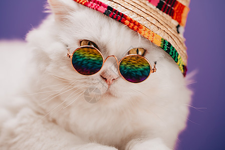 高地直毛猫 长毛 圆框眼镜 彩虹草帽 时尚 风格 酷动物的概念 工作室肖像 白色猫咪接近紫罗兰色或紫色猫科日历玻璃背景哺乳动物框背景图片