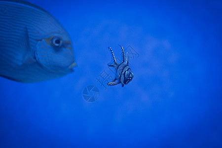 海洋水族馆和多彩鱼类蓝水中的班加伊主要鱼图片