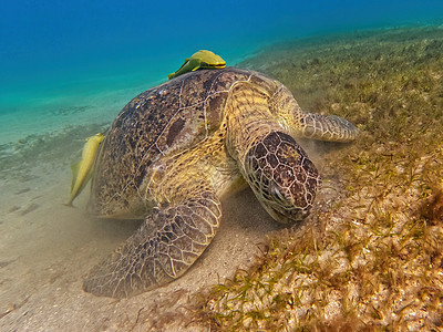 成人绿色海龟 Marsa Alam 埃及浮潜爬虫潜水动物濒危荒野海滩呼吸管热带假期图片