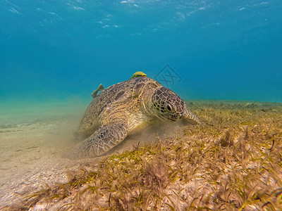 成人绿色海龟 Marsa Alam 埃及游泳生活动物热带蓝色濒危荒野呼吸管海滩环境图片