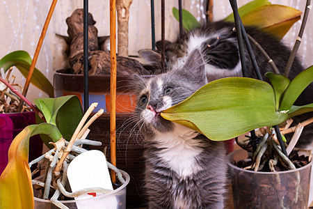 灰小猫玩瓷花脆弱性棕榈猫咪公寓哺乳动物边界园艺动物叶子爪子图片