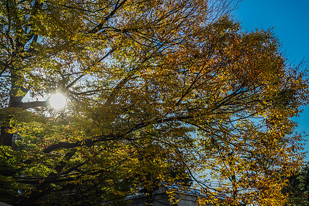 秋叶的图像白色蓝天材料黄色绿色粉色背景落叶妈妈木头图片
