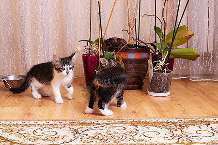 灰小猫玩瓷花爪子草本植物植物学公寓棕榈植物猫咪房间家居边界图片