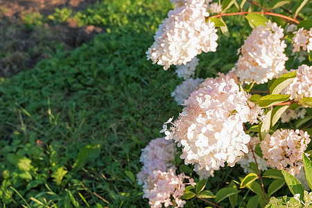 惊慌的在阳光下的公园中装饰性低落的灌木 多四肢花朵的白雪锥形花头 近视图片