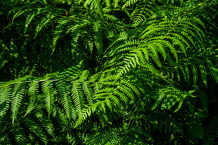 生植物绿叶森林草地叶子绿色植物树叶图片
