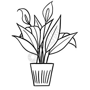 黑线勾勒卡通风格的锅中的和平百合 为室内设计涂色的室内植物花卉植物 采用简单的极简主义设计 植物女士礼物背景图片