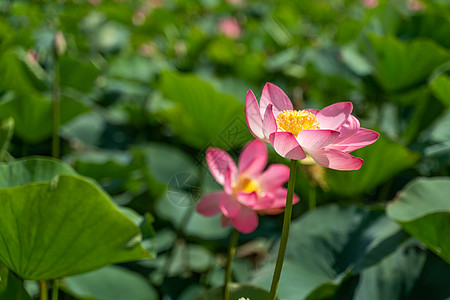 一朵粉红色的莲花在风中摇曳 以他们的绿叶为背景 自然环境中湖上的莲花场植物群视频宏观池塘花朵花园荷叶叶子百合花瓣图片