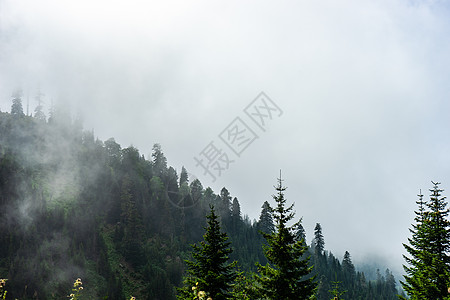 古里亚格罗吉亚地区的高加索山脉森林小路天空蓝色旅行娱乐植物乡村旅游绿色图片