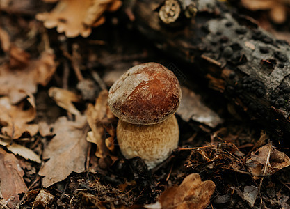 秋天落叶中的小真菌 在自然森林栖息地的流行蘑菇博莱特斯埃迪勒斯食物乡村牡蛎叶子食谱收成摄影饮食蔬菜营养图片