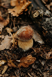 秋天落叶中的小真菌 在自然森林栖息地的流行蘑菇博莱特斯埃迪勒斯摄影营养香菜乡村叶子健康饮食收成烹饪牡蛎食谱图片
