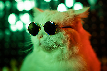 迪斯科毛茸茸的猫在工作室霓虹闪亮的墙上戴着时尚眼镜的肖像 戴着眼镜的豪华家猫在绿色背景上摆姿势图片