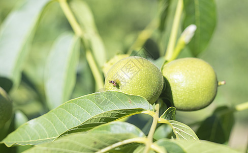 绿色的年轻核桃长在树上 品种特写 核桃树在等待收获 绿叶背景 在黄色的阳光下 树枝上的坚果果实树叶素食胡桃木生长花园食物营养核心图片