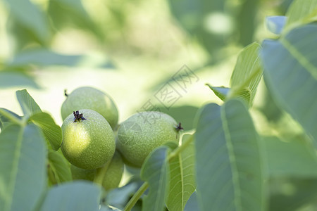 绿色的年轻核桃长在树上 品种特写 核桃树在等待收获 绿叶背景 在黄色的阳光下 树枝上的坚果果实食物团体农场收成叶子健康饮食核心农图片