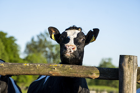美丽地紧贴着一头年轻的黑白母牛 在农场上 看着一个照相机 在围栏后面的夏天牧场动物农村哺乳动物牛肉奶牛土地奶牛场谷仓家畜场地图片