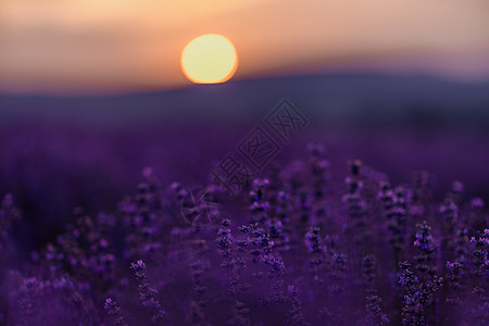 日落时在普罗旺斯的田野里盛开的薰衣草 梦幻般的夏日心情 草甸薰衣草花的花卉日落景观 和平明亮和放松的自然风光天空情绪场景香水花园图片