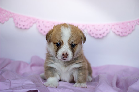 穿粉红色毯子的科希小狗 威尔士大皮姆布罗克可爱狗哺乳动物宠物朋友朋友们鼻子婴儿爪子犬类良种新生图片