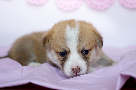 穿粉红色毯子的科希小狗 威尔士大皮姆布罗克可爱狗哺乳动物宠物良种动物新生朋友爪子乐趣犬类朋友们图片