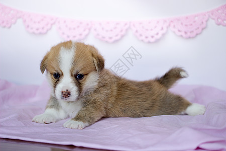 穿粉红色毯子的科希小狗 威尔士大皮姆布罗克可爱狗朋友们爪子朋友乐趣新生犬类哺乳动物动物鼻子宠物图片