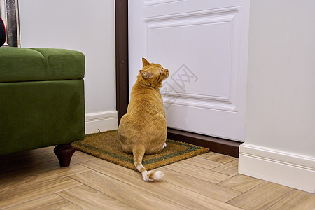 猫地毯大红猫 坐在前门旁边等着背景