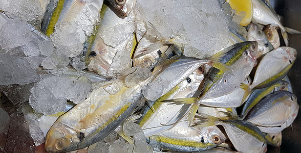 有选择性的焦点 新鲜渔业产品 黄鱼或黄鳟鱼流产尾巴海鲜美食尾鲹细长鲹烹饪食物黄条菜单柠檬图片