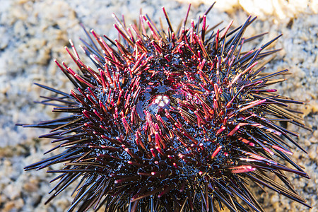 黑色和红色海胆动物荒野海洋贝类海滩食物海岸贝壳海鲜白色图片