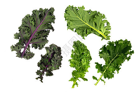 绿叶甘蓝素食花园植物学维生素青菜采摘营养食物美食植物图片