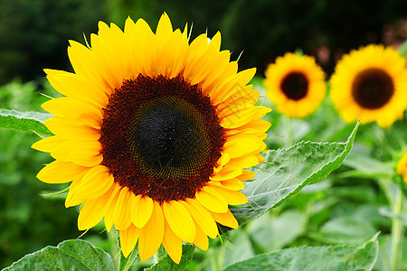 黑黄两条蜜蜂 蜜蜂 授粉向日葵都紧闭了蜂蜜宏观植物植物学动物花蜜晴天种子花园太阳图片