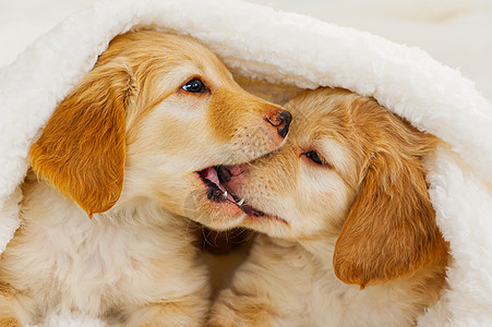 可爱的小狗躺在毯子上 霍瓦特种的 可爱又有趣的小狗动物金发宠物白色友谊图片