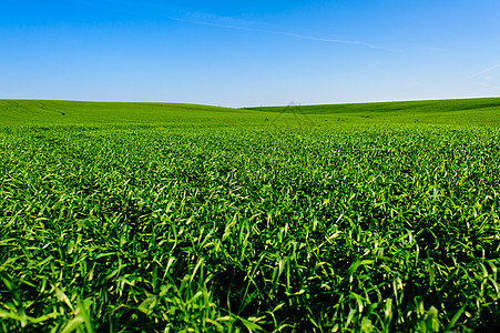 乌克兰绿色麦田 蓝天和太阳 白云 仙境 未成熟的绿色麦田在夏天日落天空下与云 未成熟的绿色麦田在夏天日落天空下与云生长背景空地生图片