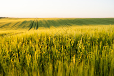在农业田里生长的新青春大麦的景观草地粮食阳光食物季节场地谷物国家农田植物图片